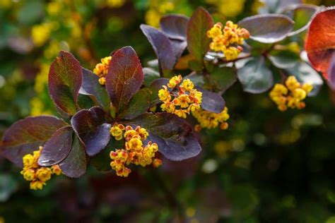 burberry forest|when do barberry bushes bloom.